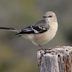 How to Identify a Northern Mockingbird