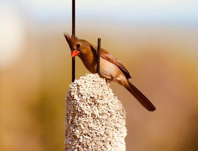 female cardinal