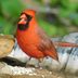 3 Types of Cardinals Found in North America