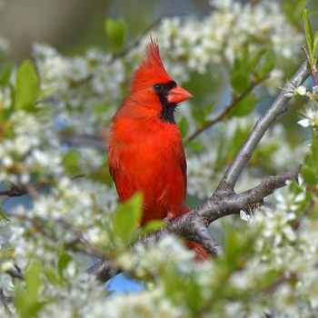 bird plumage northern cardinal