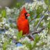 True Colors: Decoding Bird Plumage
