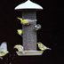 The Best Backyard Birding Tips for Small Spaces