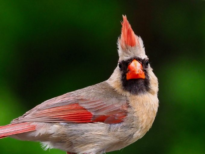 cardinal crest
