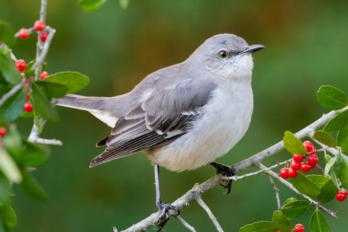 northern mockingbird