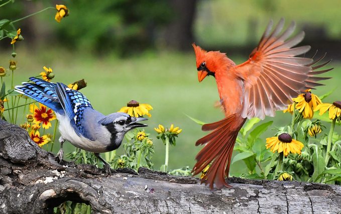 blue cardinal