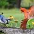 Is There a Blue Colored Cardinal Bird?