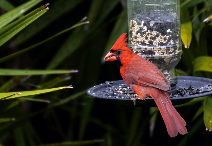 cardinal crest