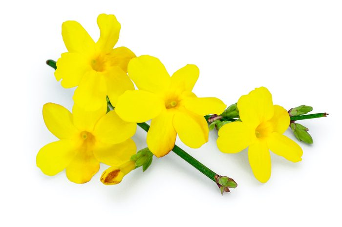 Winter Jasmine (jasminum Nudiflorum), Flowering Twig. Studio Picture Against A White Background.