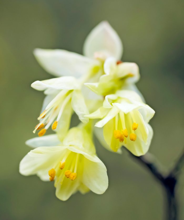 Corylopsis Pauciflora