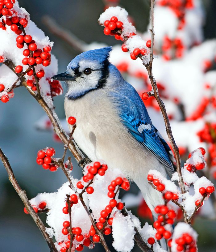 Blue Jay (cyanocitta Cristata) In Common Winterberry (ilex Verticillata) In Winter, Marion Co. Il