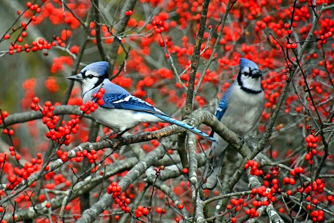 Blue Jays In Winterberry