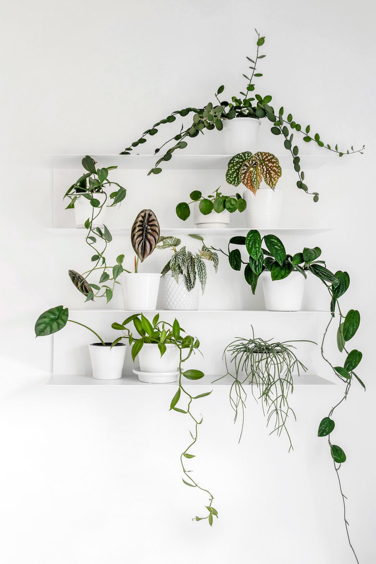 Modern Houseplants, plant waterers