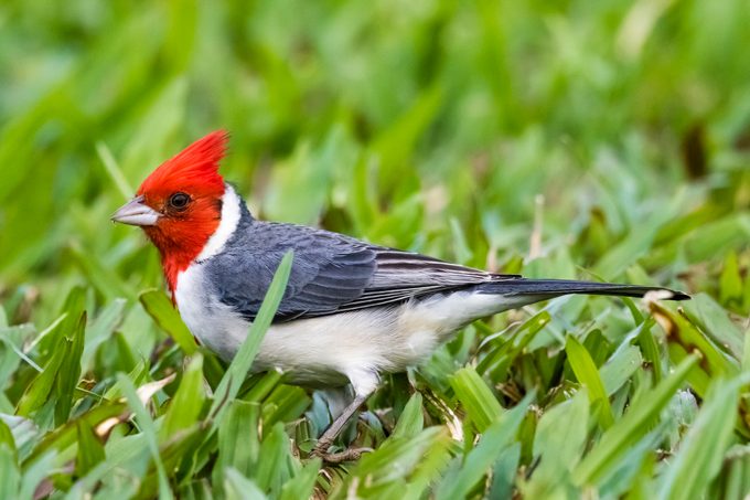 Red-crested cardinal