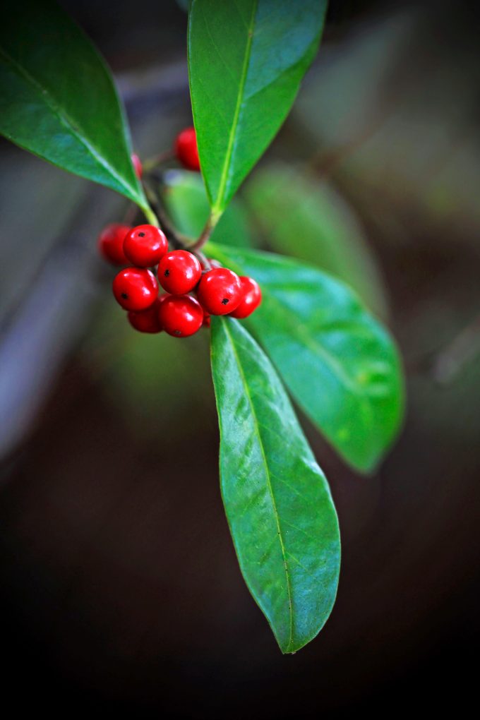 Dahoon Holly