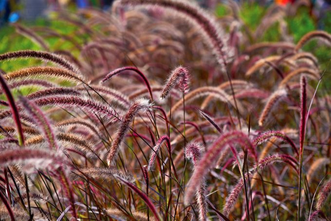 Grow Pretty Purple Fountain Grass for Birds