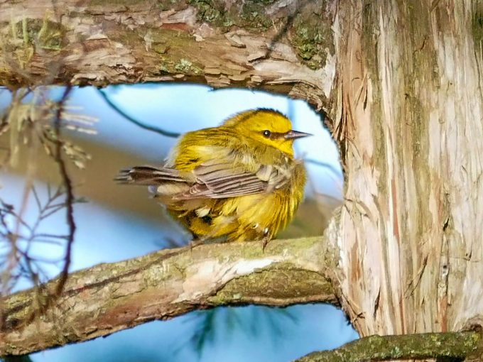 Blue-winged warbler