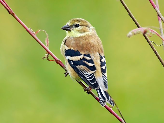 American goldfinch