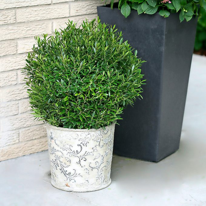 Pwgem Box Ilex Glabra Inkberry 2