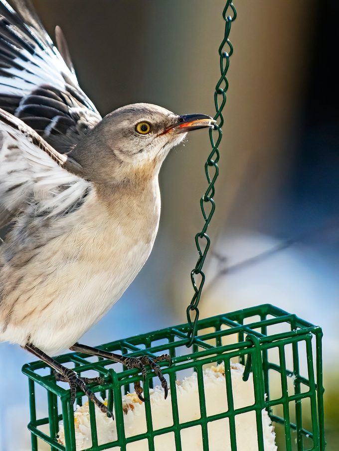 what do mockingbirds eat