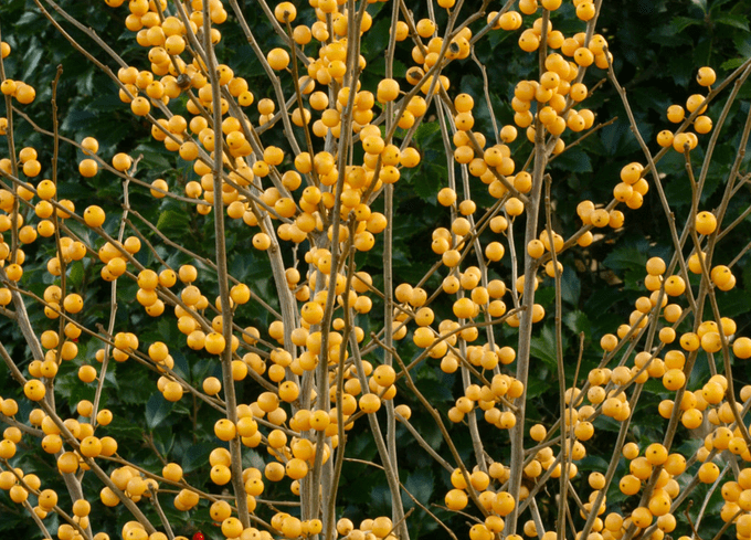 berry heavy gold winterberry shrub
