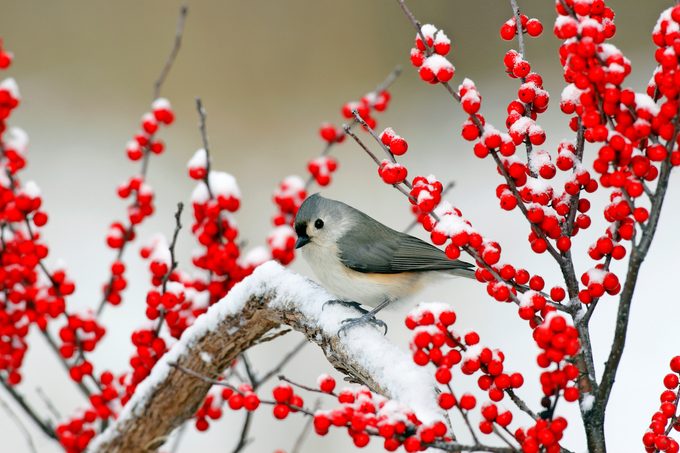 Tufted Titmouse Btt0155