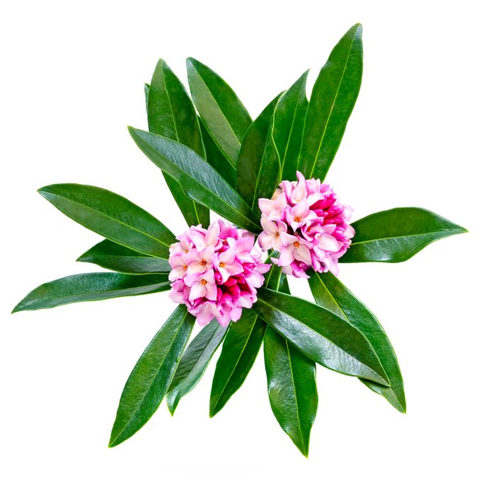 Daphne,odora,flowers,isolated,on,white.