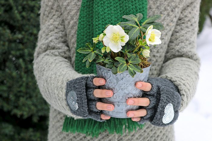 Helleborus,niger,in,zinc,plant,pot,in,woman,hands
