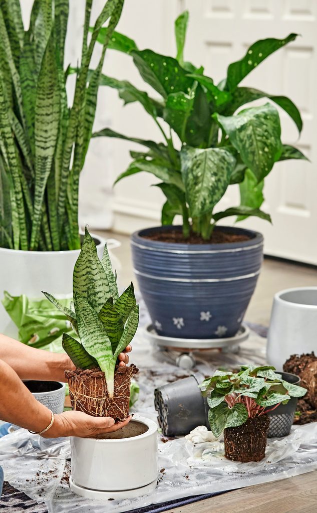 how to repot a plant, transporting,indoor,plants,to,new,pots.,repotting,snake