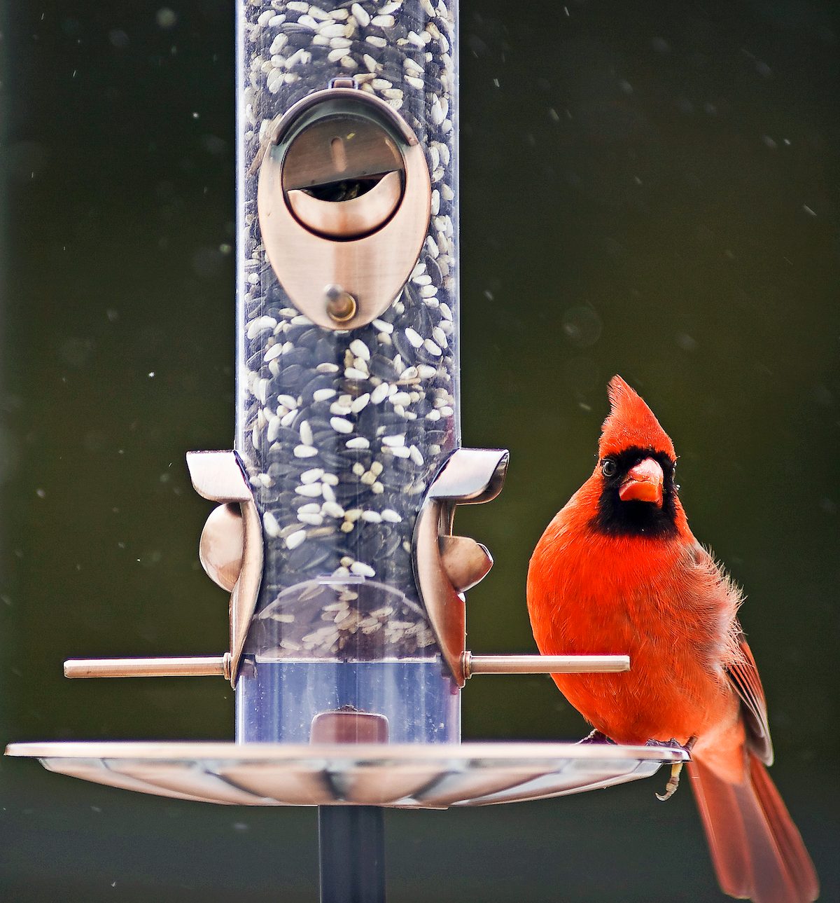 what birds eat sunflower seed