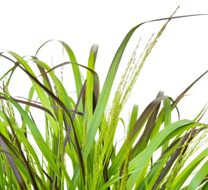 Panicum,virgatum,squaw