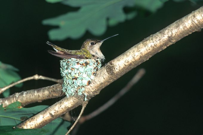 female hummingbird