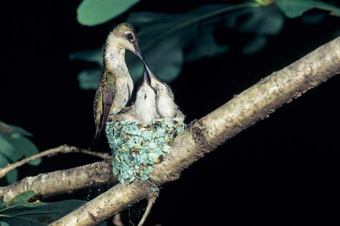 female hummingbird