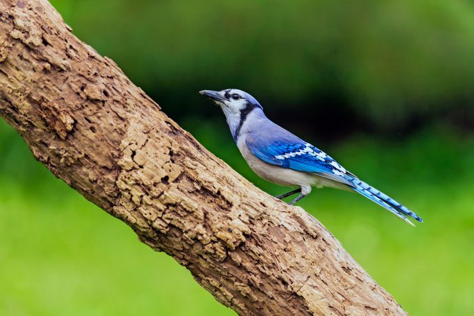 blue jay corvids