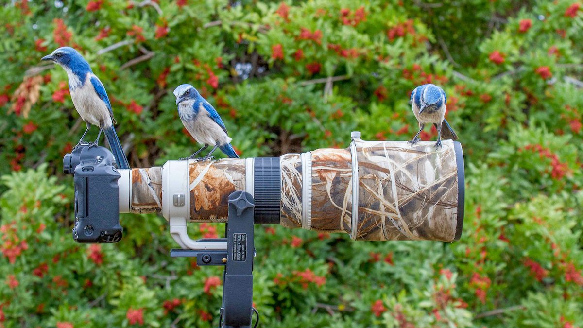 florida scrub jay