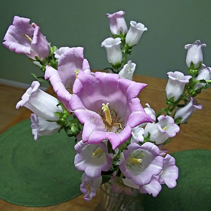 canterbury bells