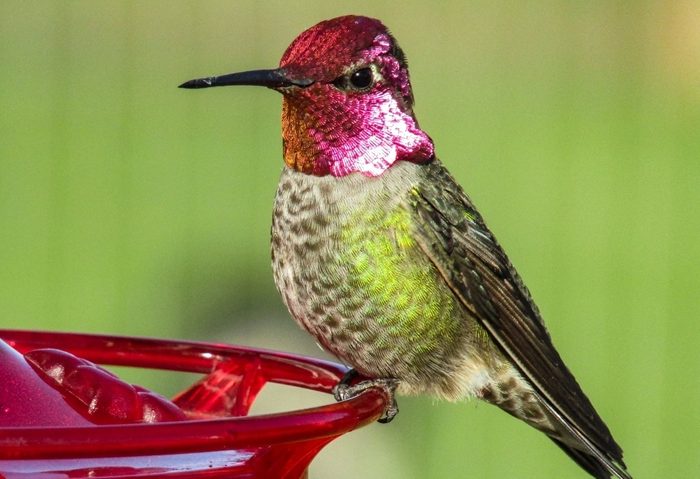 oregon hummingbirds