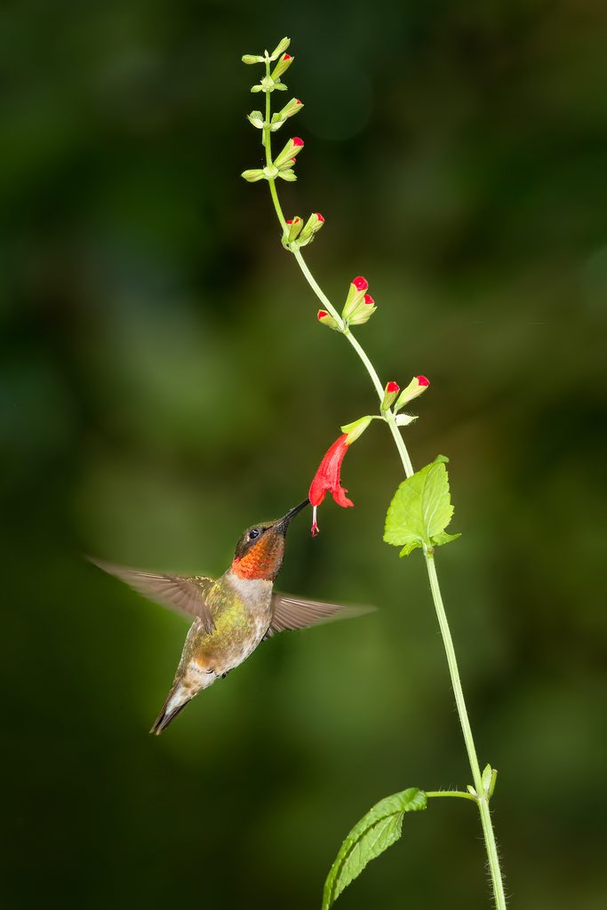 hummingbirds in florida