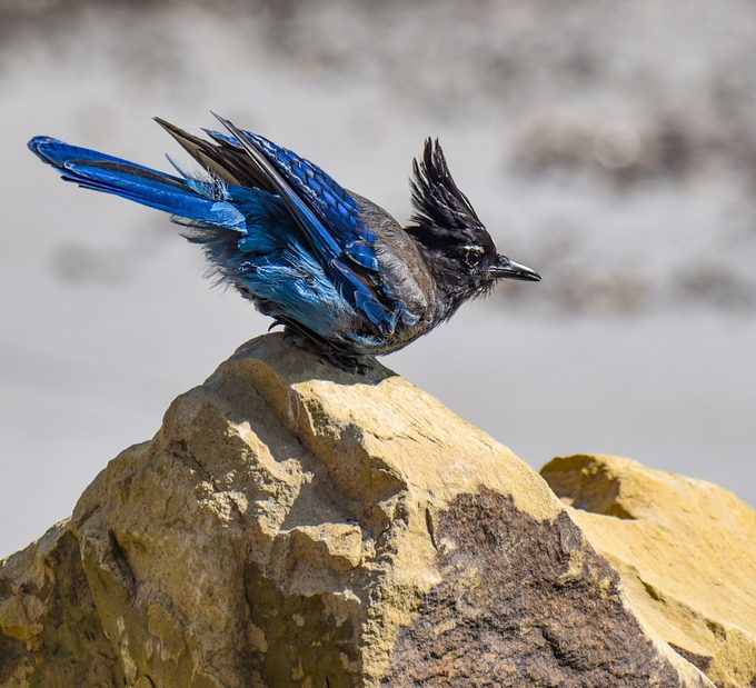 stellers jay