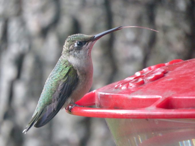 feeding hummingbirds