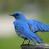 Bird Lifespan: How Long Do Wild Birds Live?