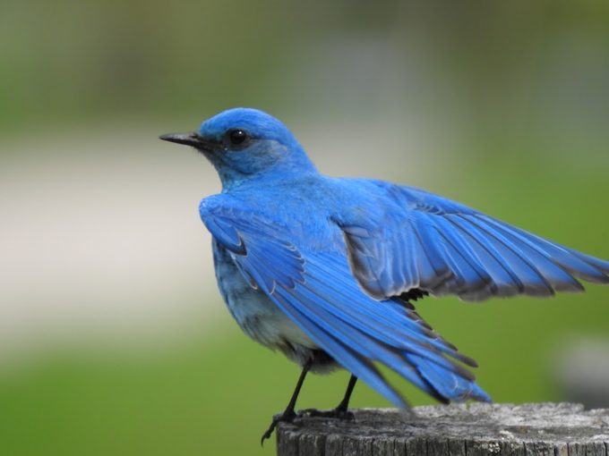Bird Lifespan: How Long Do Wild Birds Live?