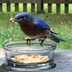 Your Guide to Feeding Mealworms to Birds