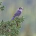 How to Identify and Attract a Canada Jay