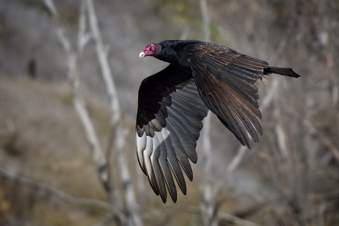 vulture bird turkey vulture