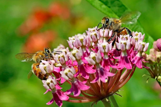 how to help bees