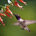 4 Hummingbirds You Might See in Colorado