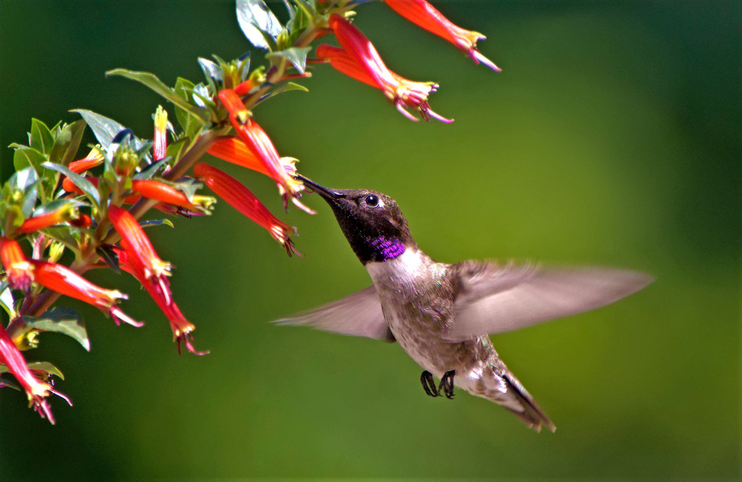 278147837 1 Joanne Crawford Bnb Bypc 2021, hummingbirds in colorado