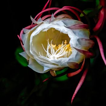 moon garden, night blooming flowers