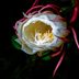 Enjoy the Backyard Benefits of a Moon Garden