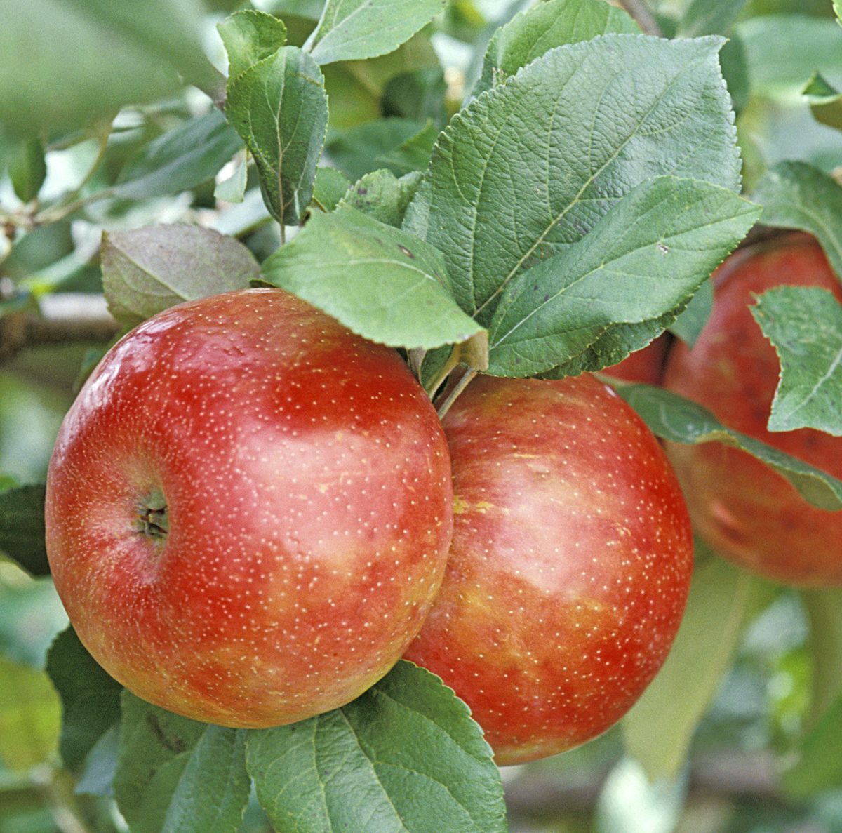 'honeycrisp' Tm Apple